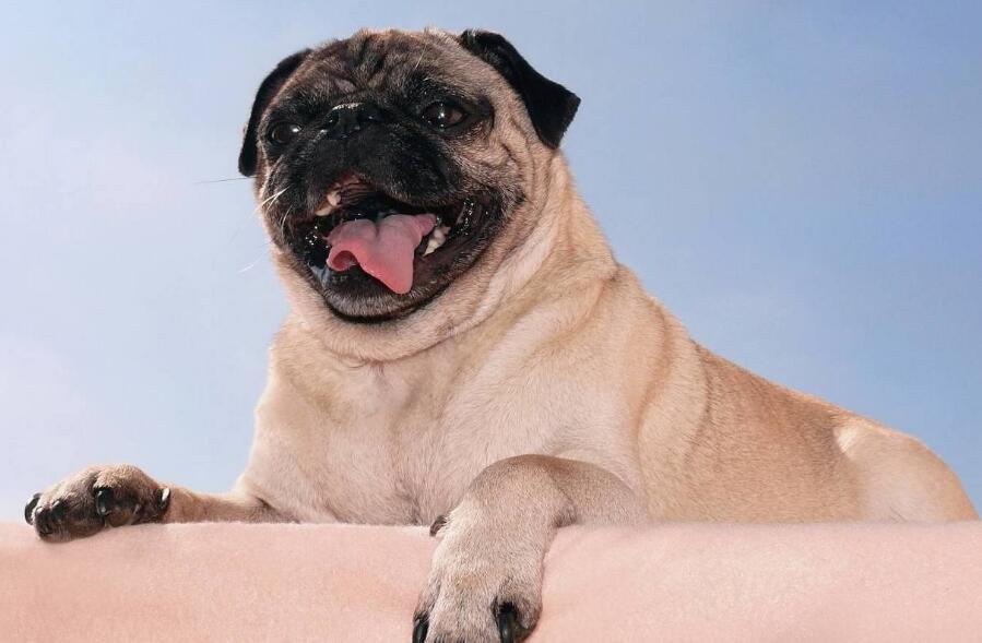 1631681436806419.jpg 1-1Q2101P44HS.jpg