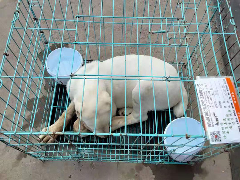 寵物托運(yùn)公司 寵物托運(yùn)公司