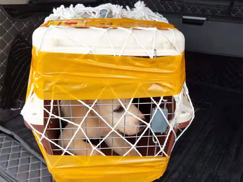 寵物托運(yùn)公司