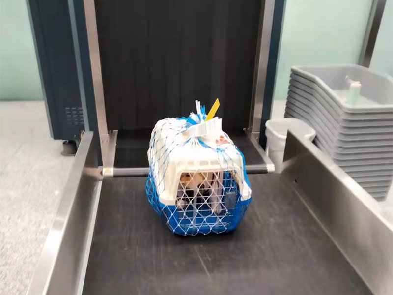 寵物托運公司 寵物托運公司