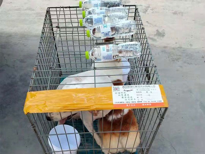 寵物托運(yùn)公司 寵物托運(yùn)公司