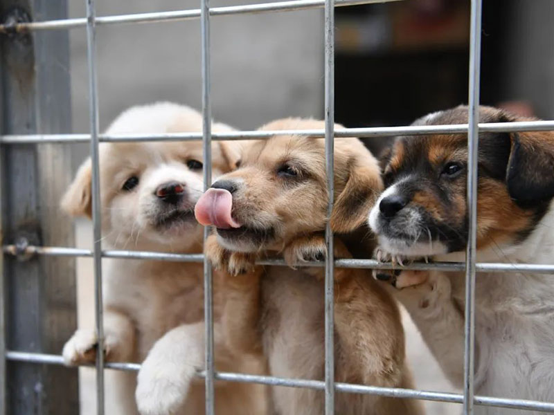 寵物托運(yùn)公司 寵物托運(yùn)公司