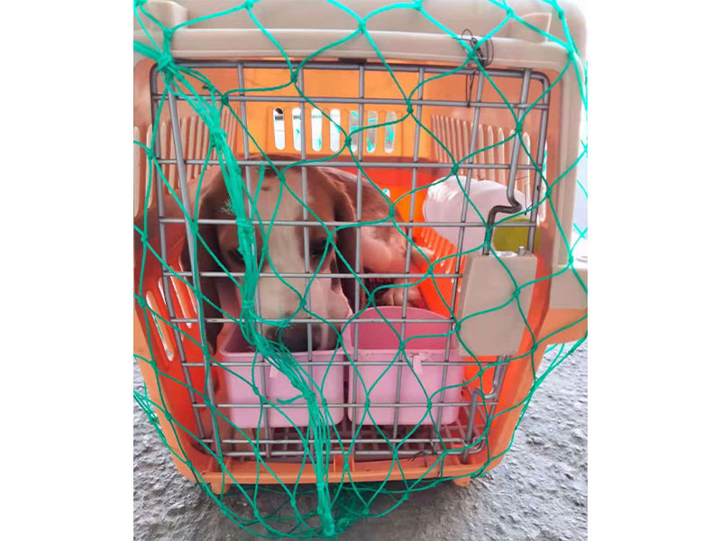 寵物托運(yùn)公司 寵物托運(yùn)公司