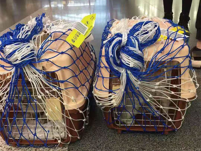 寵物托運公司 寵物托運公司